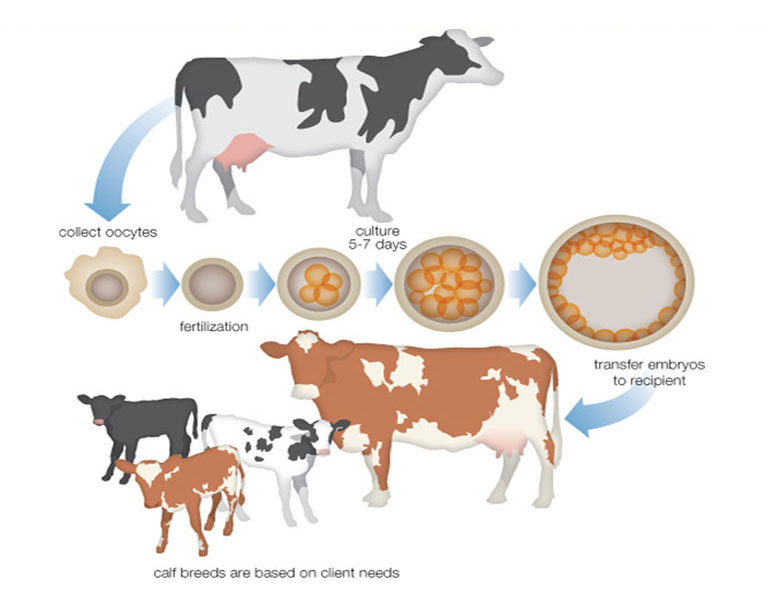 In vitro fertilization animal-new